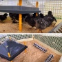 Панель обогревательная Olba Comfort с температурным регулятором 40х60 см 56 Вт для цыплят